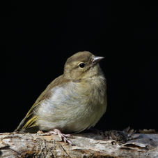 Juvenile Chaffinch_6622.JPG
