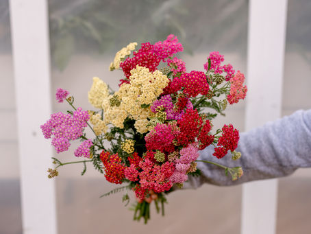 Yarrow — A Hardy Perennial for Edmonton Gardens