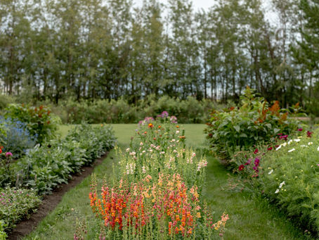 Take Better Photos of Your Blooms: Photography for Flower Farmers