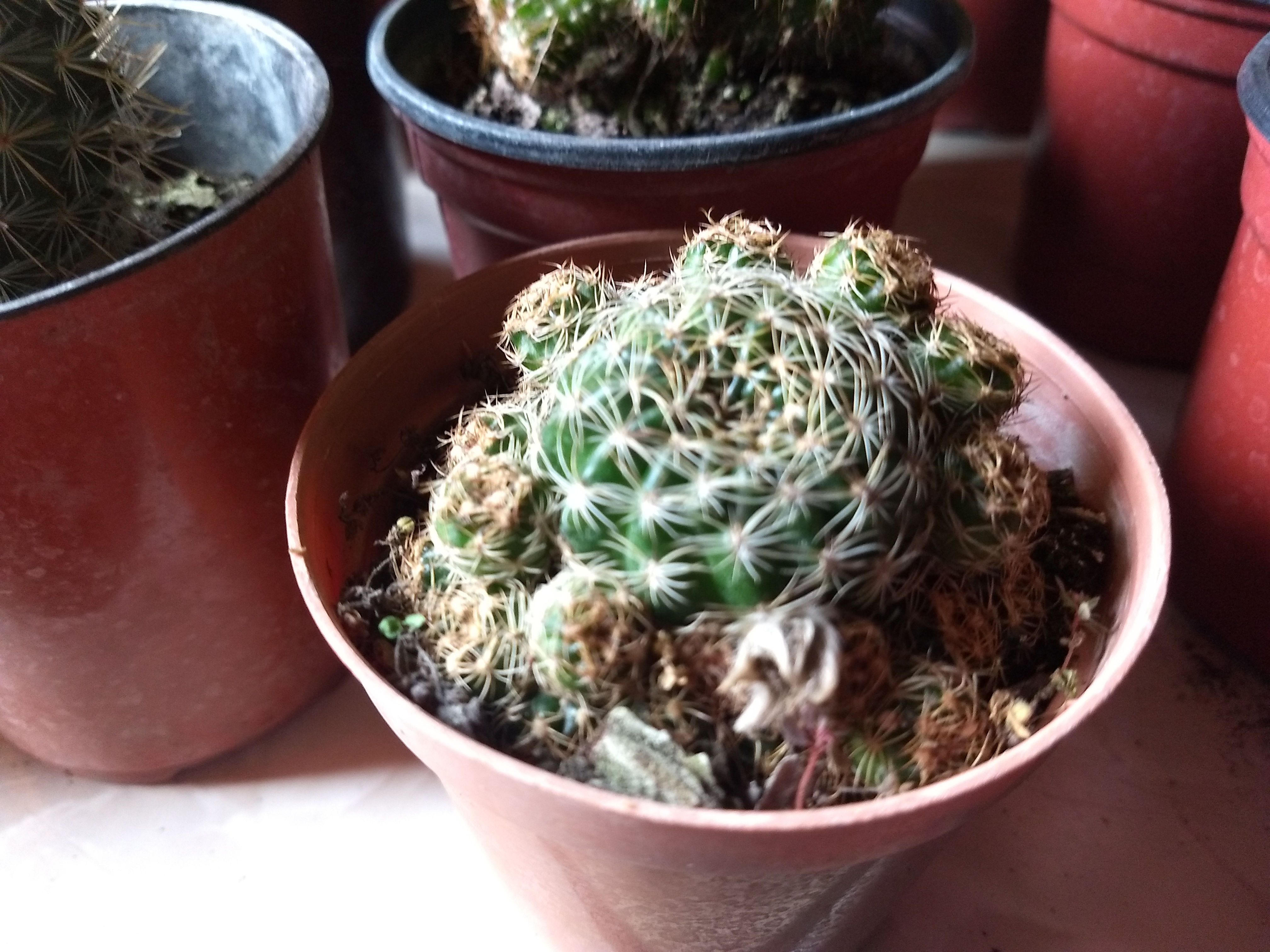 CACTUS N° 8