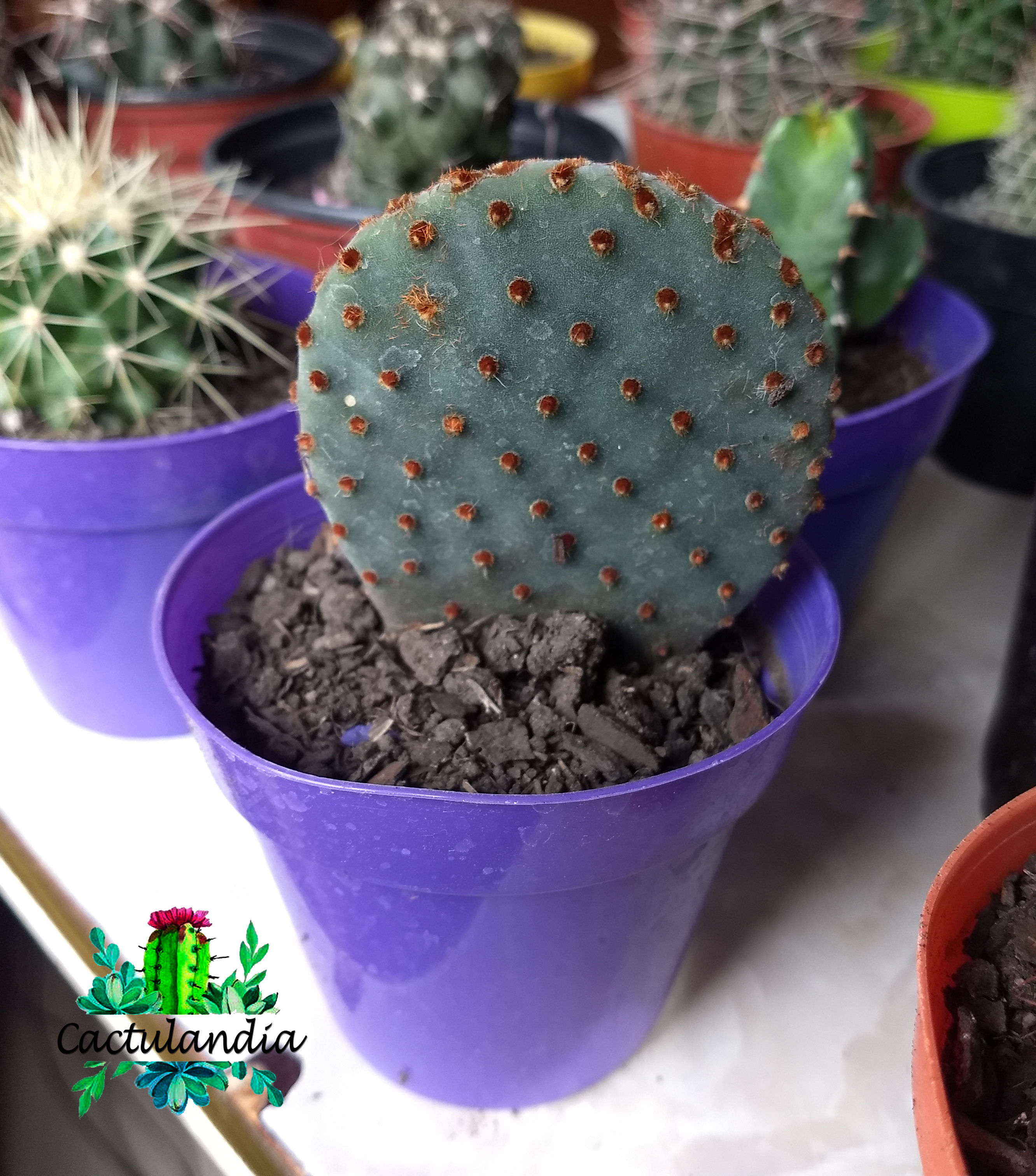 CACTUS N° 8
