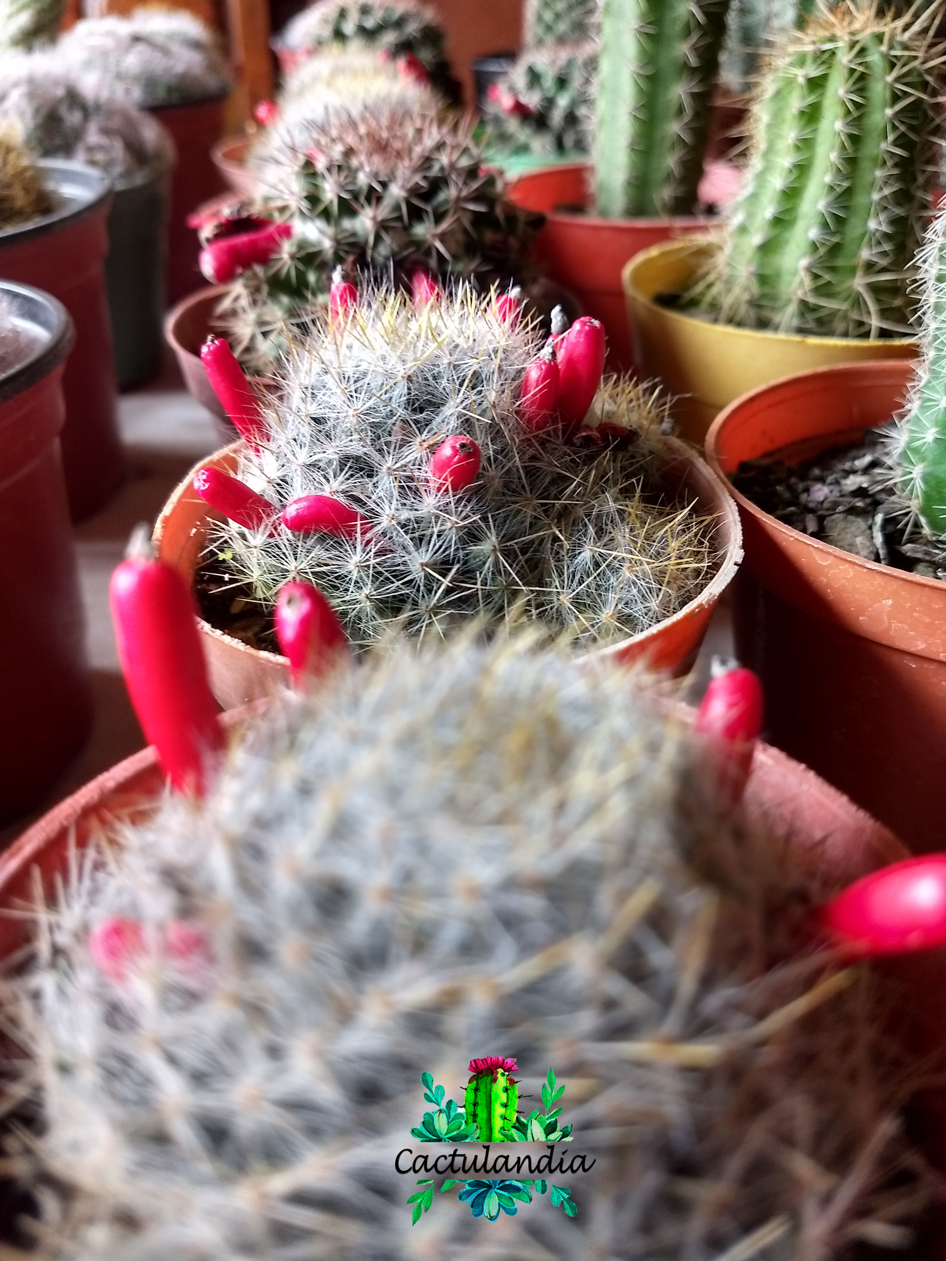 CACTUS N° 8