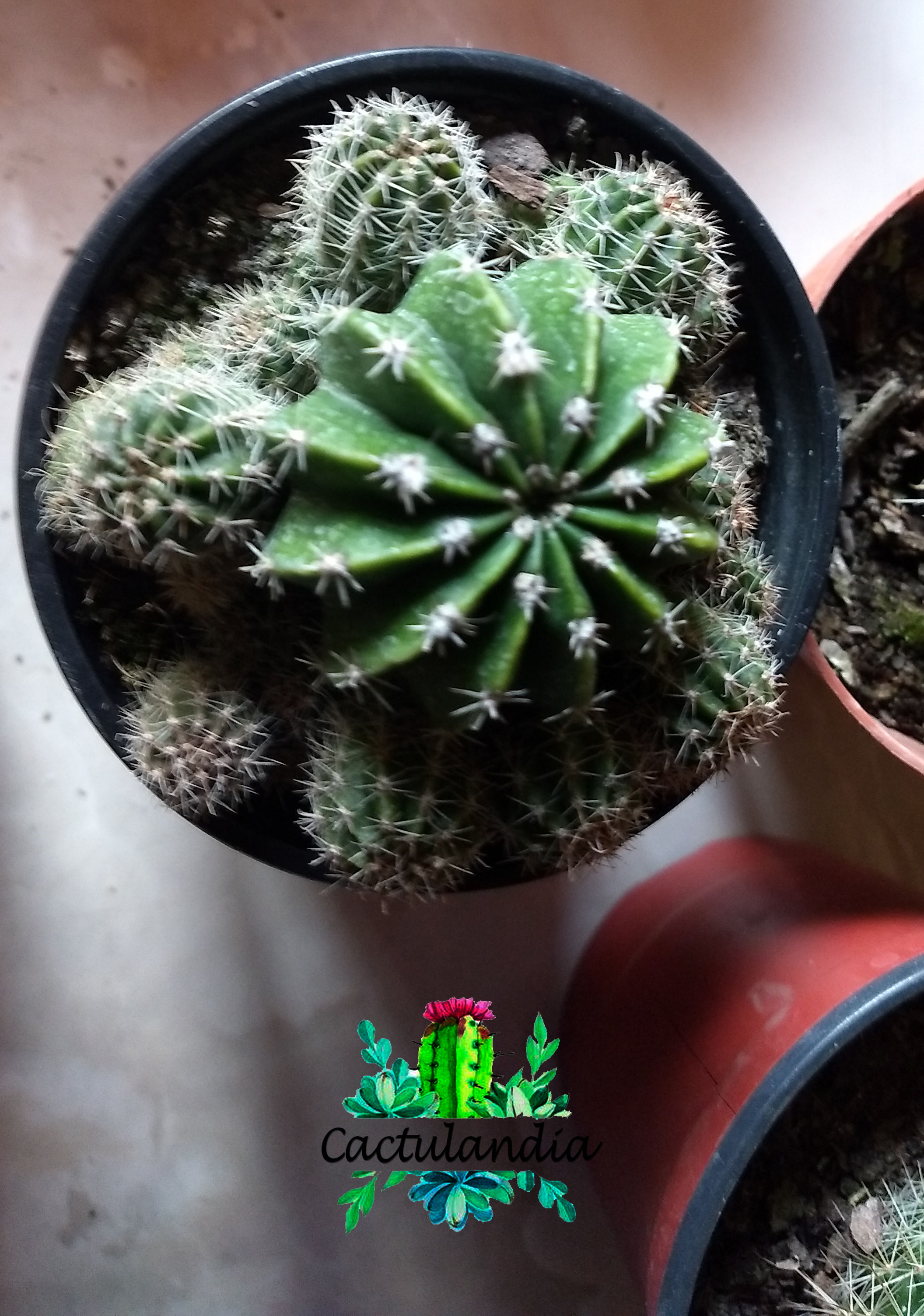 CACTUS N° 8