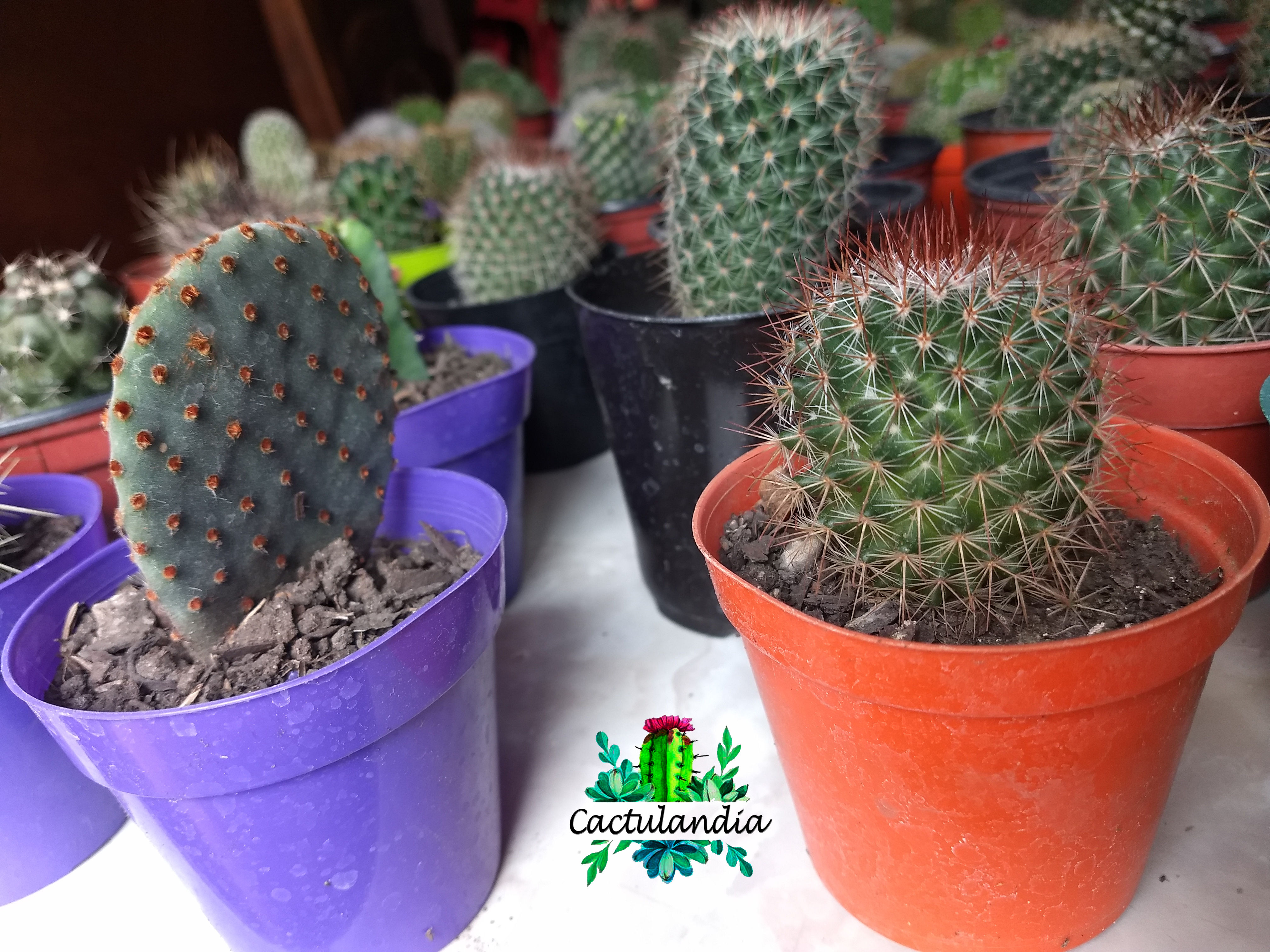 CACTUS N° 8