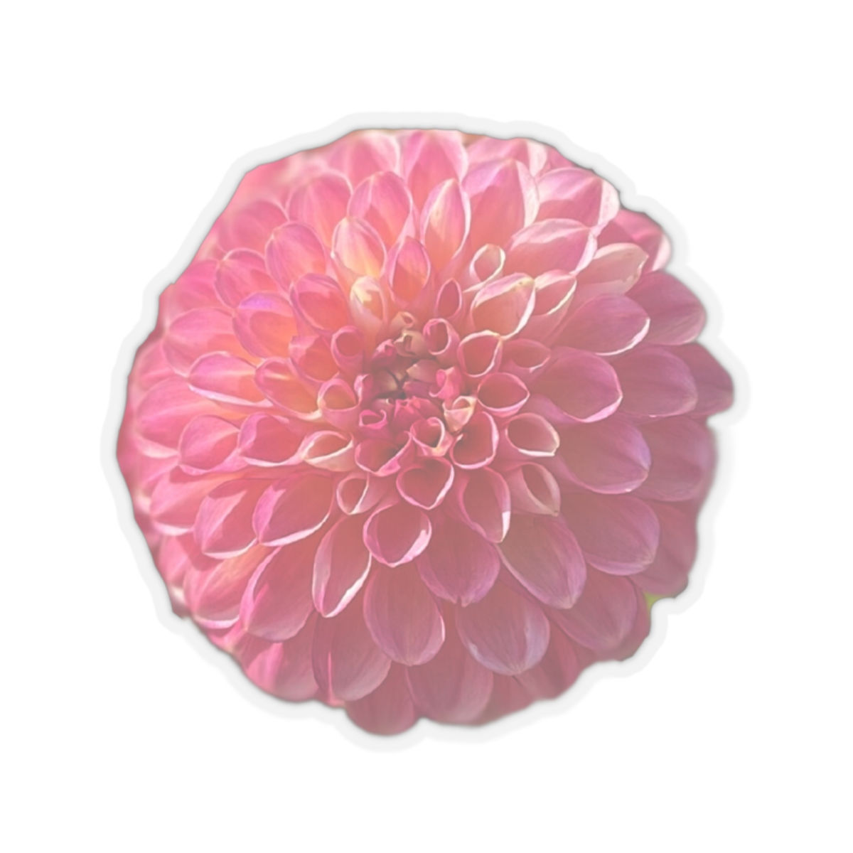 Pink Gem Dahlia flower Kiss-Cut Stickers