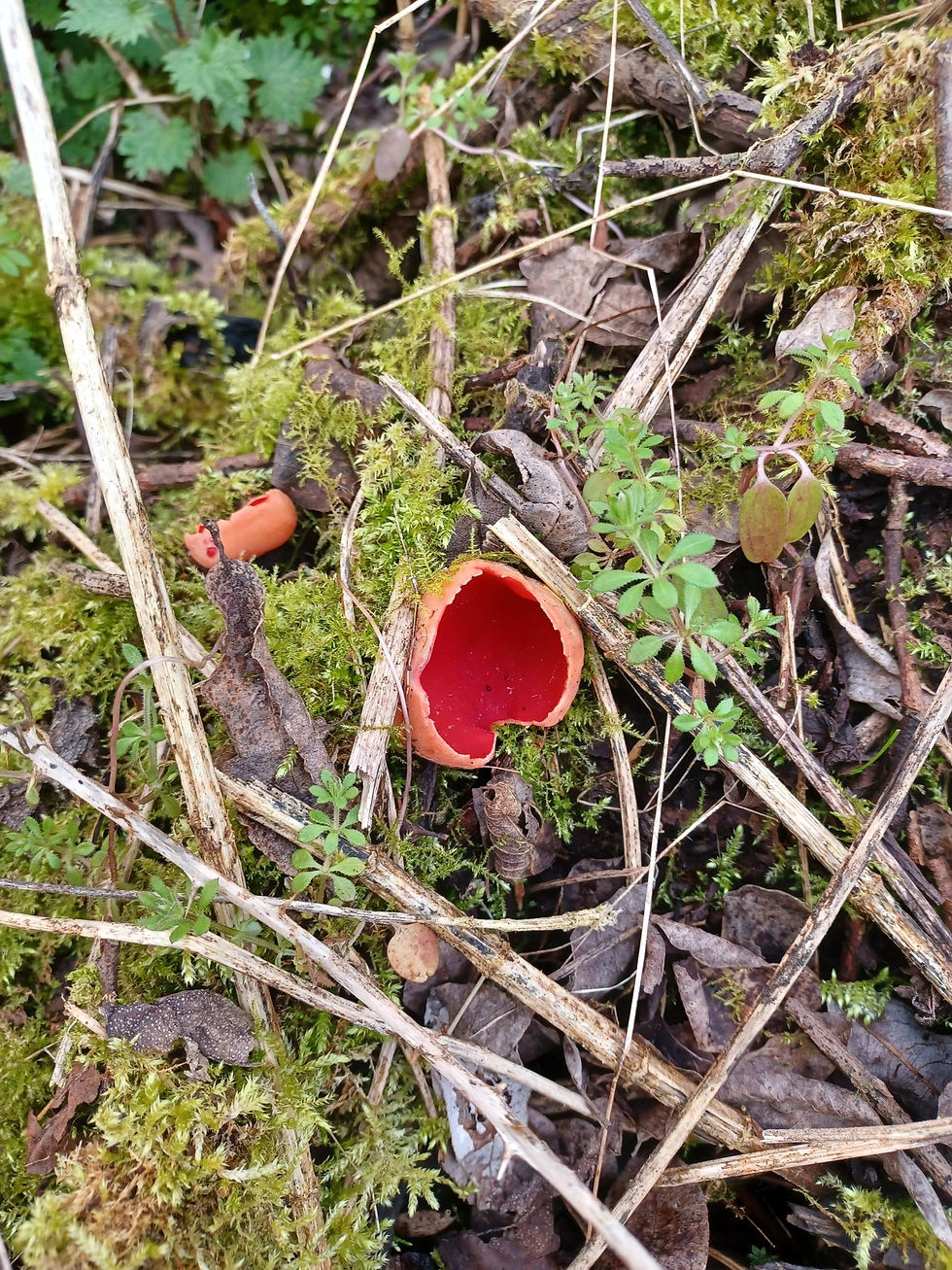 Scarlet Elf cup at Itchen WTW