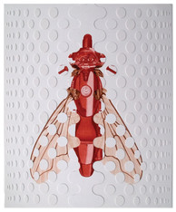 DucatiFly