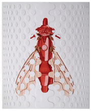 DucatiFly