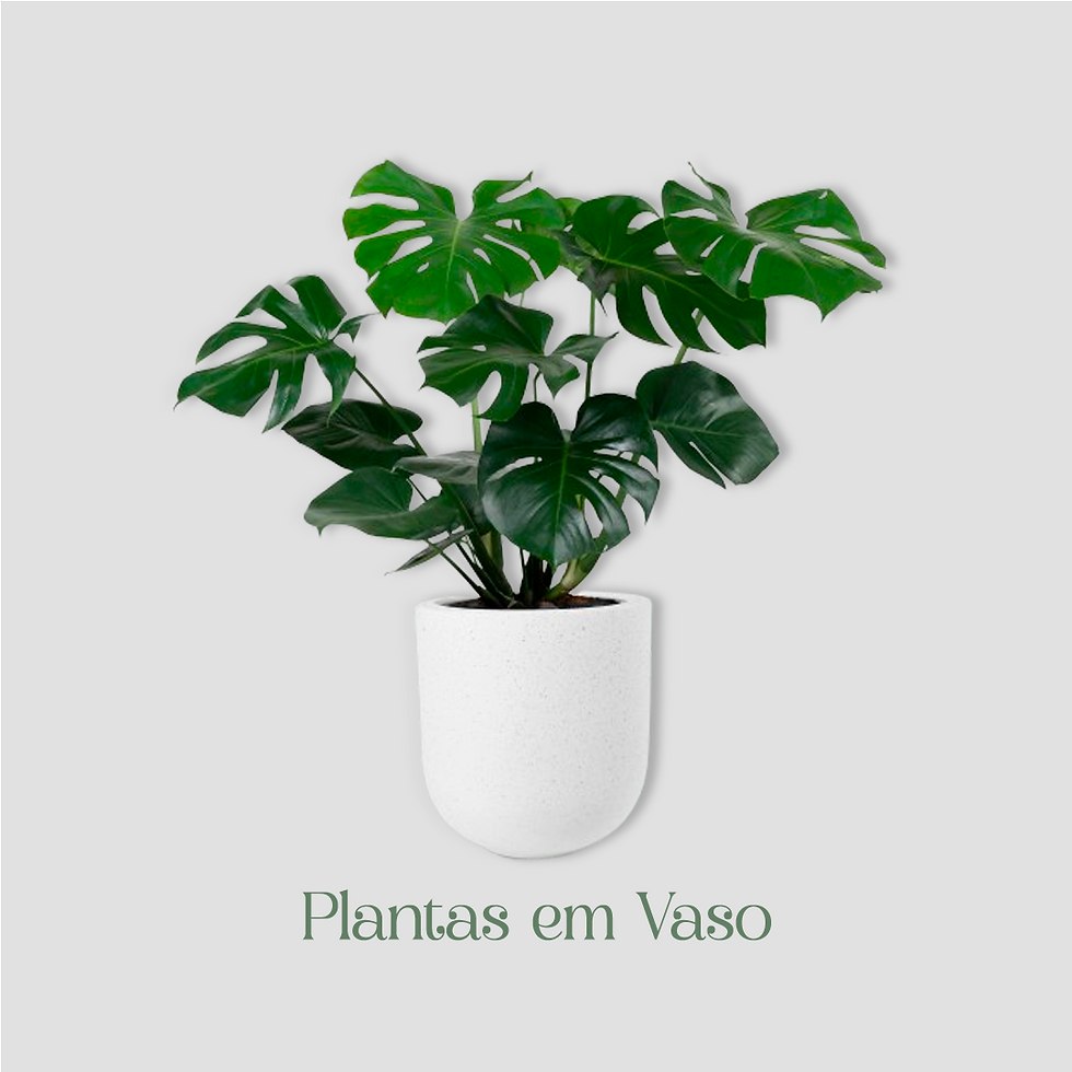 plantas