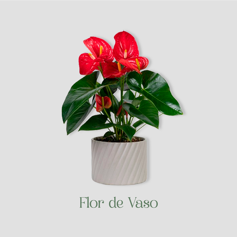FlorDeVaso
