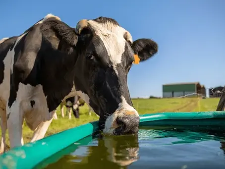 No hay leche sin agua