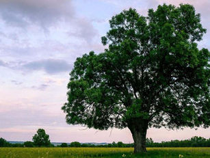 Árboles en el campo
