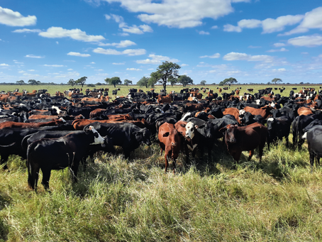 Financiamiento en Kilos de Carne: La Mejor Inversión para Llevar Agua a las Parcelas