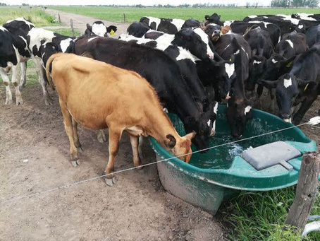 Orientaciones para mejorar el suministro de agua a las vacas lecheras