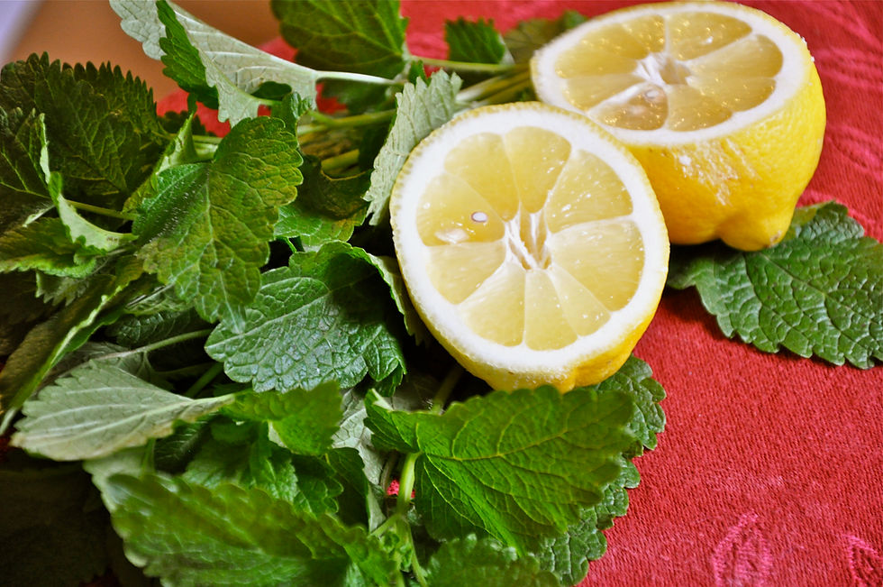 lemon-balm.jpg