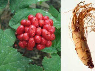 Carminative Herbs