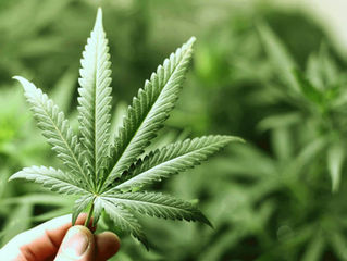 Cannabis: Glorified Drug Dealing Or Bonafide Healthcare?