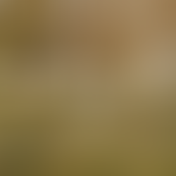 Introducing Founding Roots: Building Boulderwood from the Ground Up