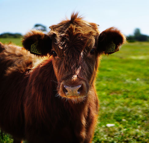 Cattle