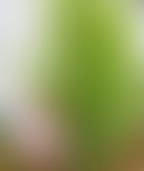 Lemon Cypress Information & Care