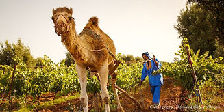 photo vignoble maroc.jpeg