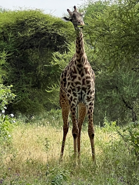 Tansania - Big 5, big adventure! 