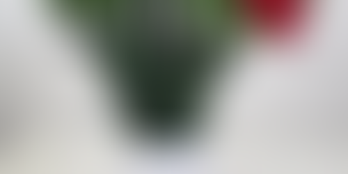 カーネーションをいただきました