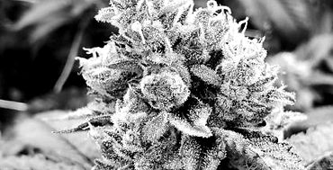 placeholder 2_edited_edited.jpg