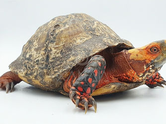 Tortuga (Terrapene carolina mexicana)