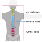 Infographic showing the different sections of the spine.