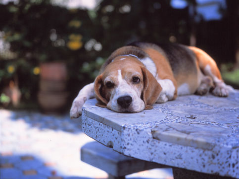 เรื่อยๆที่ภูเก็ต Minolta Autocord FUJICHROME PROVIA 100F