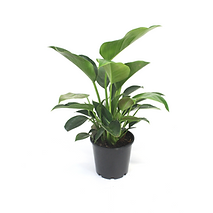 Philodendron congo single.png