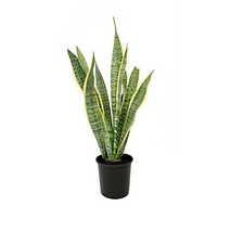 Sansevieria laurentii single.png