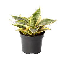 Sanseveriea golden hahnii 95 indiv.jpg