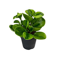 Peperomia lemon & lime 120mm indiv.jpg