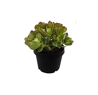 Crassula 120 indiv.png