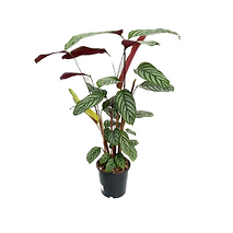 Ctenanthe setosa web.png