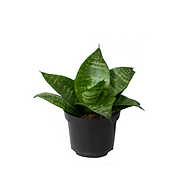 Sansevieria hahnii green 95 indiv.png