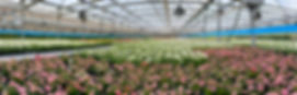 Kalanchoe MGH2.jpg