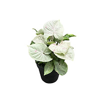 Syngonium confetti 120 single.jpg