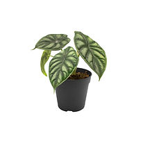 Alocasia silver dragon 120 single.jpg