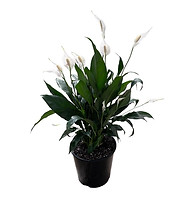 Spath 240 feb 2024.jpg