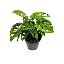 Monstera monkey mask 120 indiv.jpg