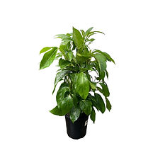 Schefflera alpine junior 180.jpg