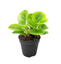 Peperomia Lemon & Lime indiv.png