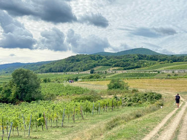 Daytrip from Vienna, Genussmeile Wienerwald. 🍷🍇