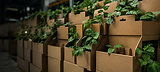 sustainable bg