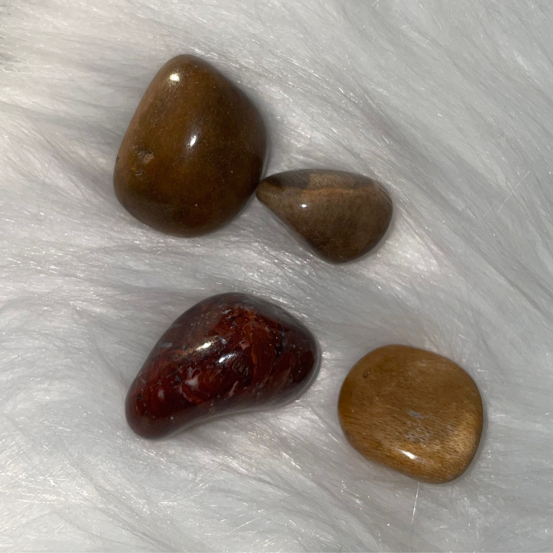 Petrified Wood