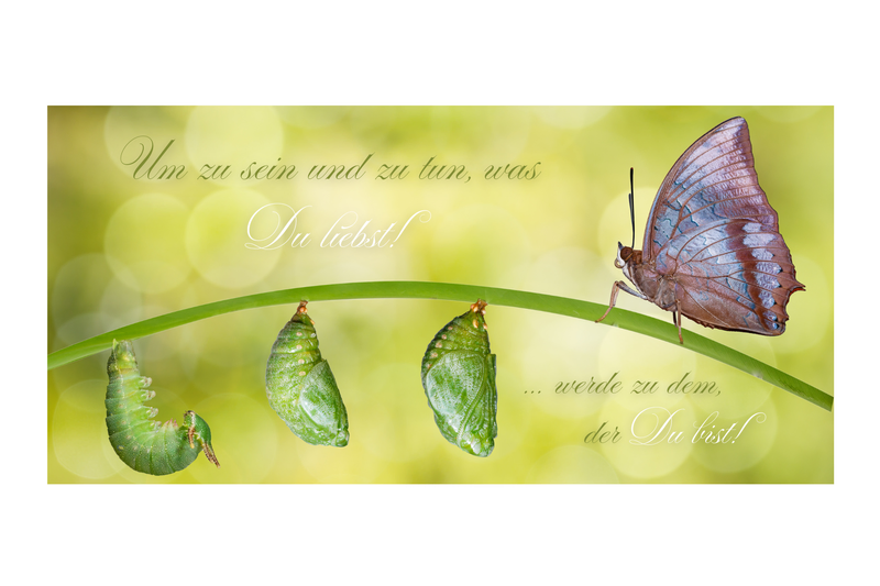 Von der Raupe zum Schmetterling