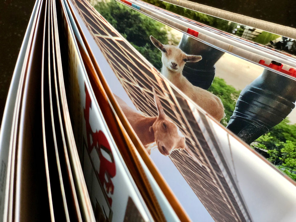 Thumbnail: Postcard Book